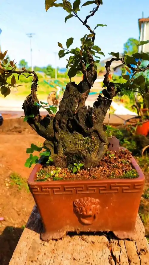 千奇百怪盆景桩#金弹子假山丛林,小中显大,全释盆景韵味