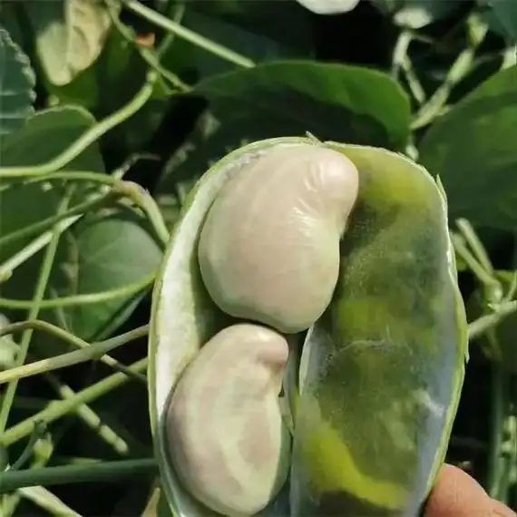 一口咬下,清脆可口,口感十足!新鲜的皇帝豆,肾豆,荷包豆,让 - 抖音