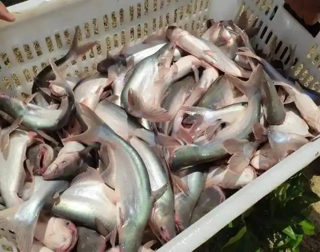 巴沙鱼的养殖技术和饲养方法