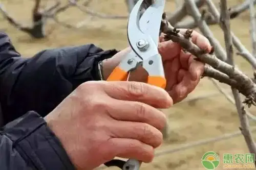 盛果期的柿子树冬季该如何修剪