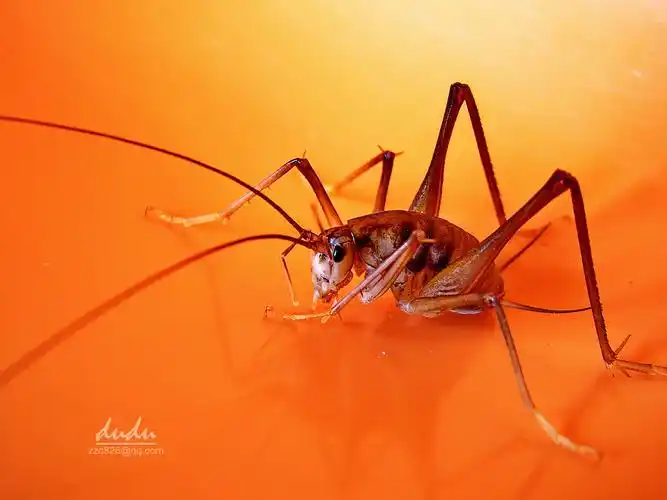 [生态摄影] 灶马