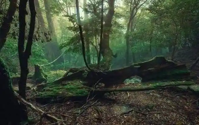 深山老林充满着神秘恐怖生机