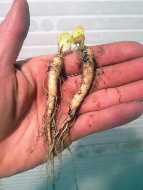 东北长白山新鲜西洋参苗现挖新鲜人参买10送1颗包邮