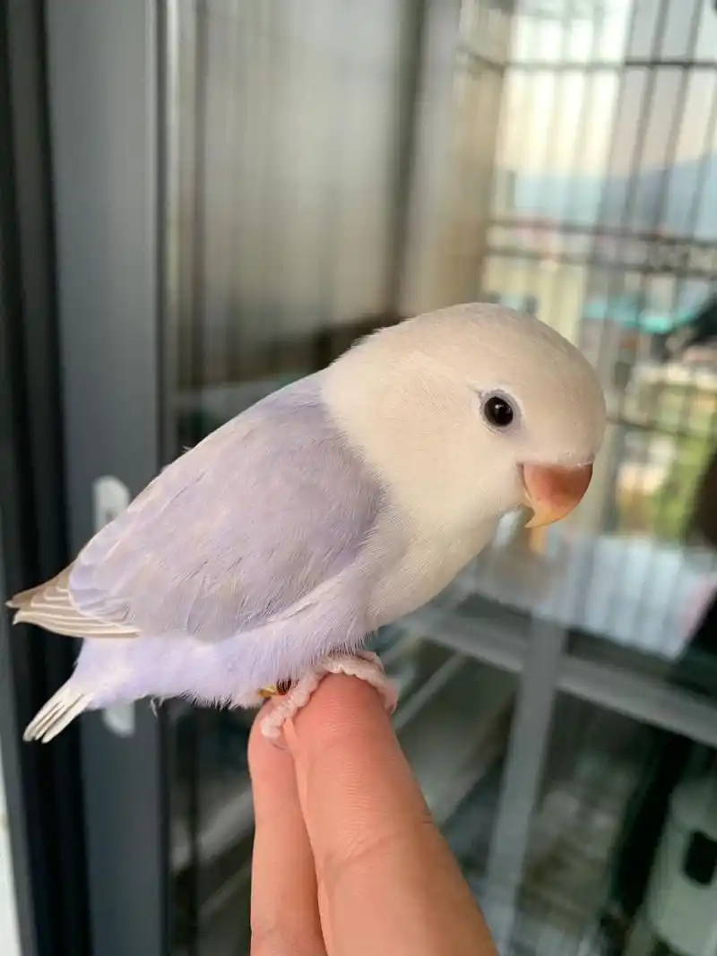 紫薰 紫薰衣草牡丹鹦鹉 紫薰牡丹鹦鹉也挺可爱的