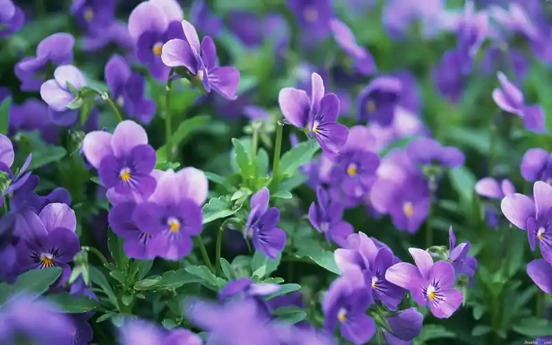 你知道吗十二星座的幸运花水逆退散