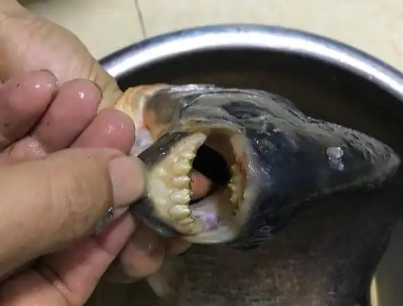淡水白鲳这一口牙是不是比你的还好大力马线都能够轻松咬断