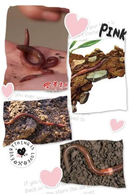 中三班《小蚯蚓的秘密》