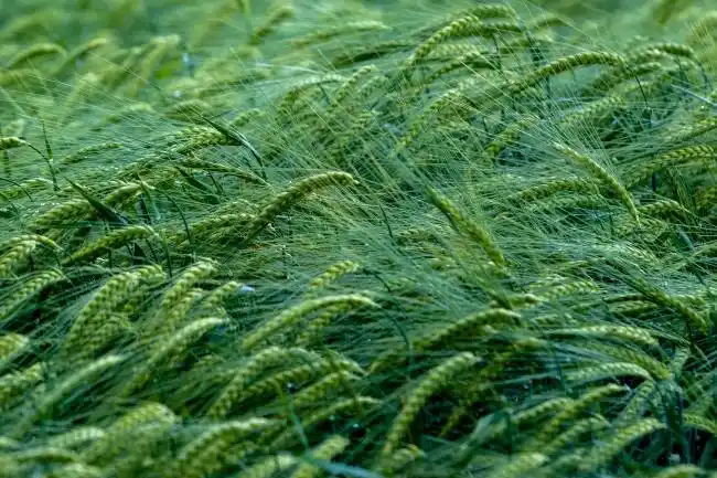 农场绿色小麦麦穗图片