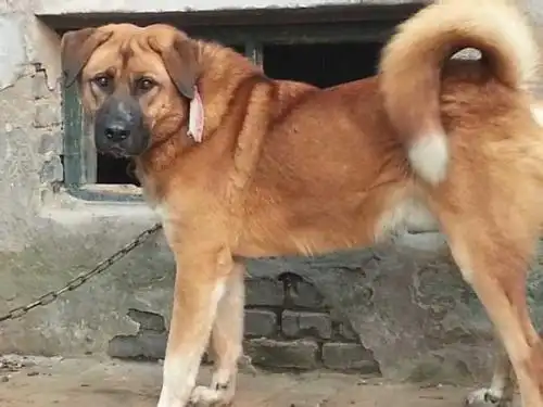 听老人讲述那个年代大笨狗的生存之道