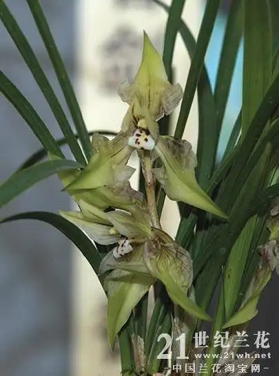 图片如下:貂蝉·jpg铭品名称:貂蝉铭品类型:春兰百张铭品兰花图片汇集