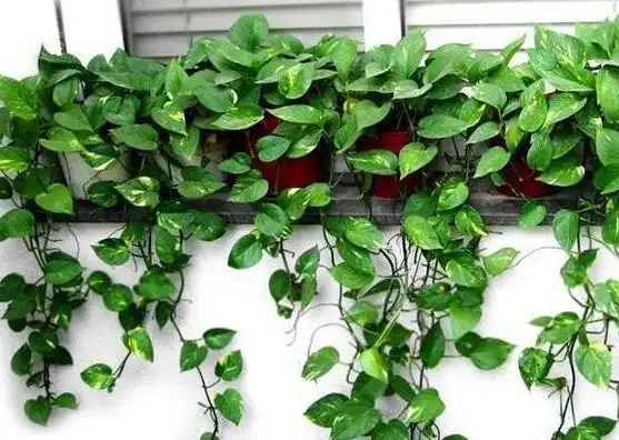 一棵绿萝七个鬼民间广为流传迷信谣言花卉大全