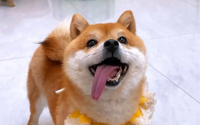 把你家小狗吐舌头的照片发出来,看看谁家的更可爱