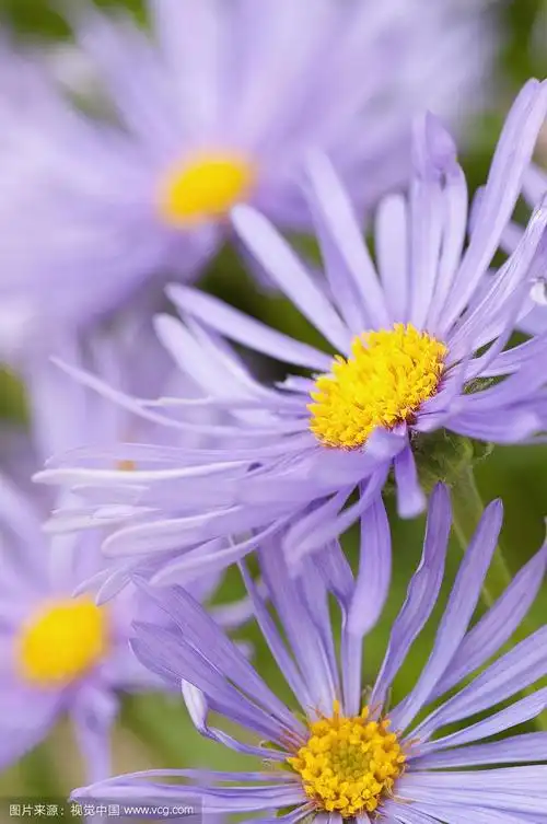 一组米迦勒节雏菊,紫色的花瓣围绕着黄色的中心.