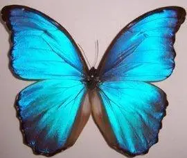 梦幻闪蝶曙凤蝶皇蛾阴阳蝶卡申夫鬼美人凤蝶冰蝶爱神闪蝶光明女神蝶