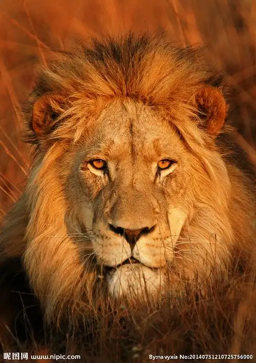 狮子摄影图__野生动物_生物世界_摄影图库_昵图网nipic.com