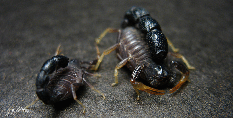 在自然界野生的蝎子,如要久旱无雨,就会钻到地下约1米深的