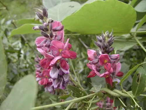 葛根花:葛粉食用,根儿入药,美丽与健康两不误