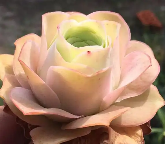 多肉中的睡美人睡梦中度夏休眠期更美值得拥有