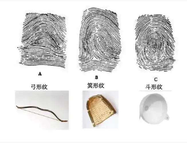 有:弓形指纹,箕形指纹,斗形指纹.
