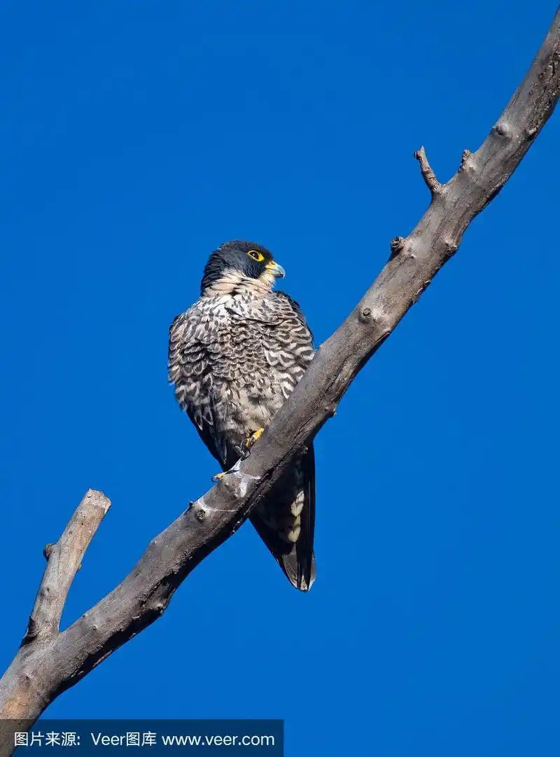 枯树上的小雀鹰