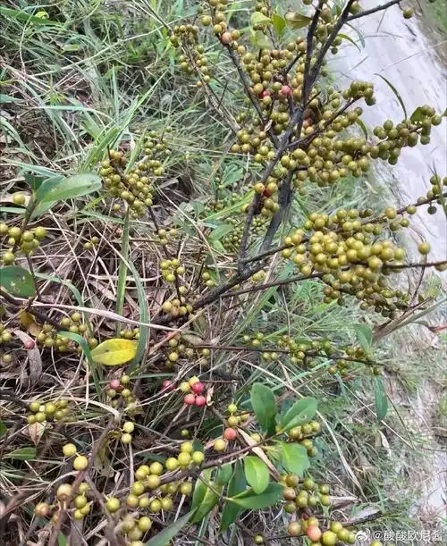 除了广西人,全国估计没多少人能认出这种野果,北方人估计从没见过吧?