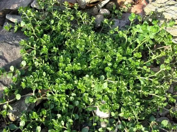 野草图鉴那些并不显眼的小草是春天伟大的信使
