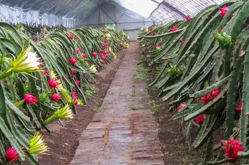 丰满摄影家协会《火龙果基地》摄影采风作品展示