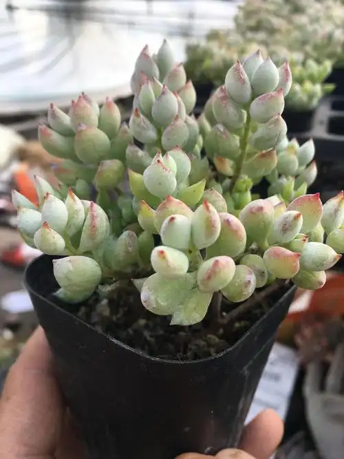 小米(mi)生态米家通用多肉植物达摩福娘多肉植物达摩福娘带香味肉肉