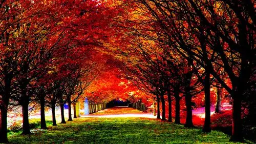 红色枫树唯美自然风景电脑桌面壁纸