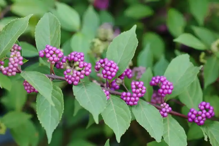 农村常见到却叫不上名的植物,有的常吃,有的有毒,有的可入药
