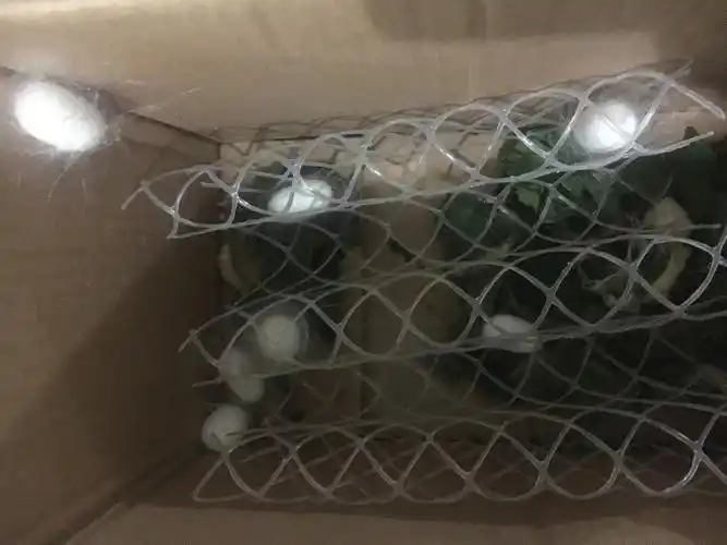 蚕宝宝成长记一一302班蔡雨馨