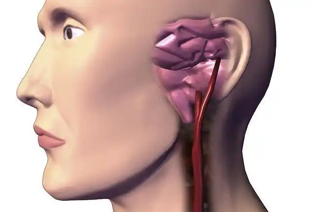 这个地方,就是颈动脉窦,每一个人身上的共同弱点,也是一个救命穴.