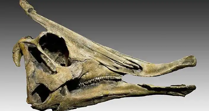 波兰发现"海怪"化石