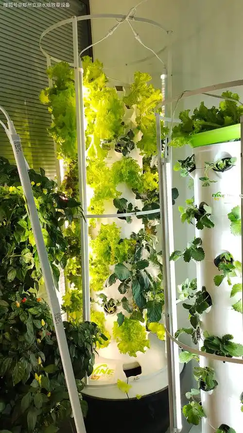 水培蔬菜在室内怎么种植?来看看这三种无土栽培方式!_系统_立柱_苗床