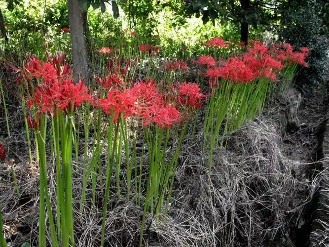 灿若云霞数万株野生石蒜如期盛大绽放