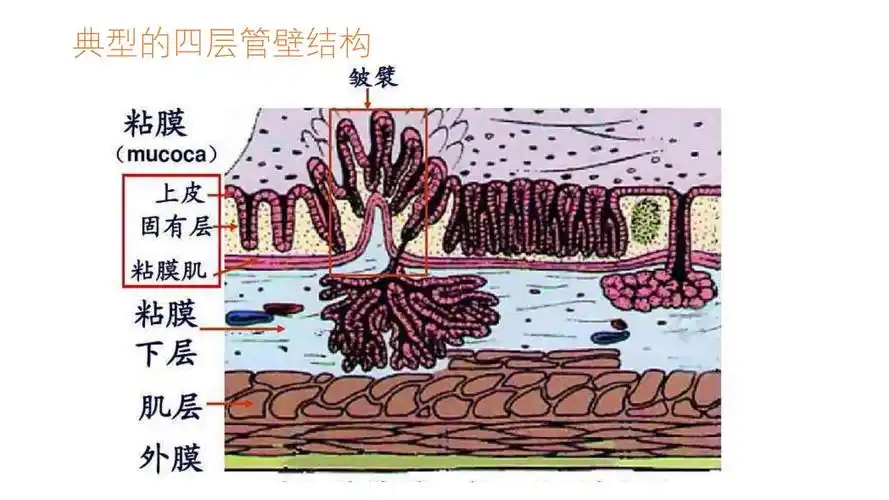 小肠精品课件.ppt 12页