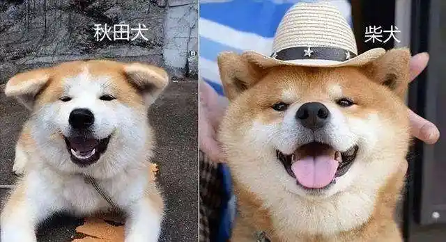 「柴犬和秋田犬的区别」柴犬体味大么 - 宠百科