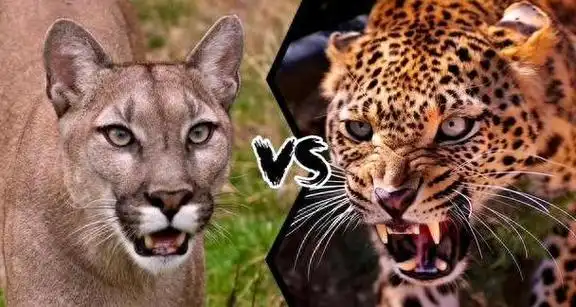 真实狮虎斗竟在美洲?最没名气的两种大猫,谁才是战力值榜一?