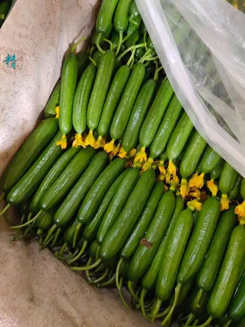 精品无刺小黄瓜