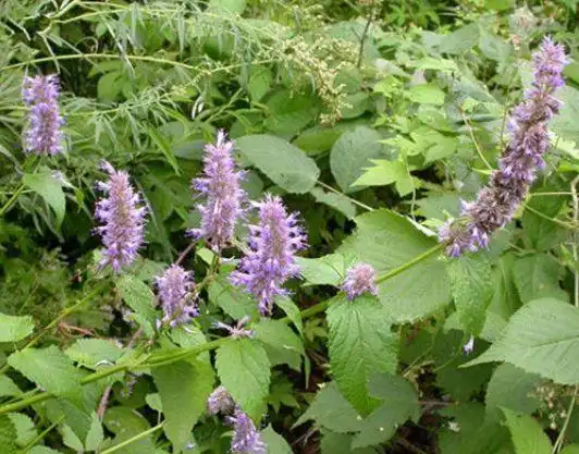农村有种"山茴香",嫩叶是上好野菜,含上两片叶子还能除口臭