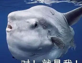 最近江湖传闻,大海里有一种怪诞神奇的精灵,他们的样子长得很呆萌,是