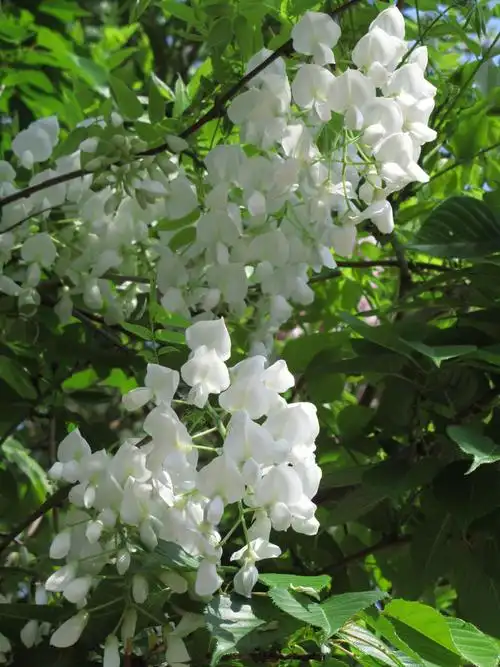 新绿の中の白藤