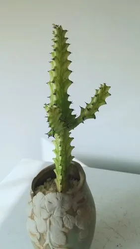 奇趣多肉巴西龙骨锦:特别,颜值高,盆上