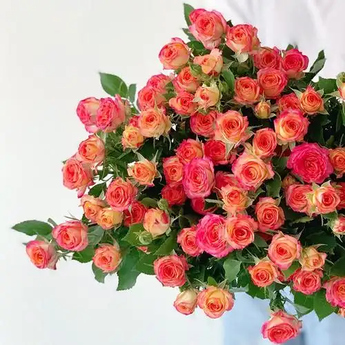 狮子座多头玫瑰 狮子座多头玫瑰可以养多久