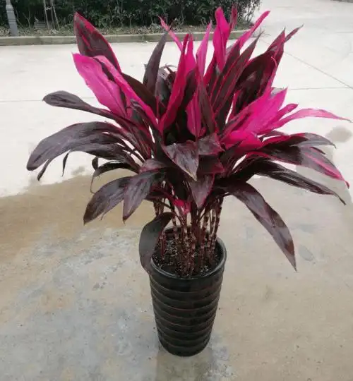 红叶的富贵竹你们见过吗颜值高还好养护