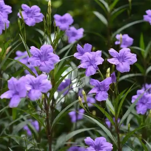 苗圃供应翠芦莉 花坛花镜布置 园林景观花海绿化苗木