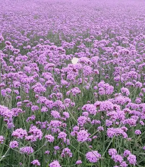 都说,夏天有一种浪漫,叫紫色;那我说,有一种美,叫马鞭草.