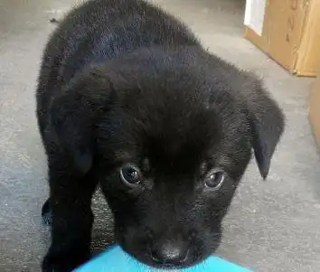 土狗嗅到杀气,拼死阻止来访好友,全家死里逃生!