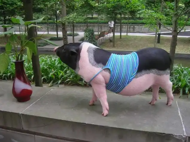 迷你小香猪长大后的绝美风姿,让多少人垂涎欲滴