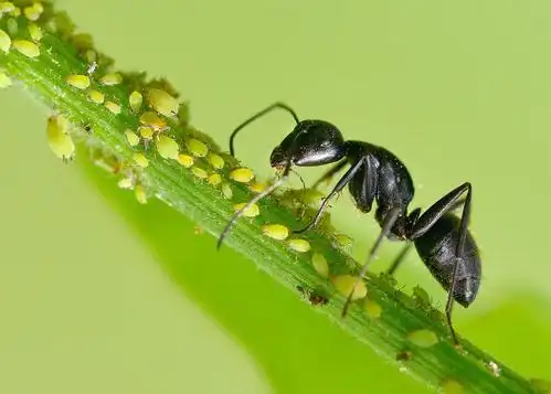 捕食蚜虫的蚂蚁